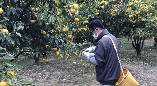 高知　高知　JTB　アグリワーケーション　旅行　農業