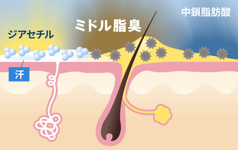 第1位　「ミドル脂臭ってなんだ？」40代になったら要注意！“男性特有の不快なニオイ”の効果的な対処法をプロに聞いてみた