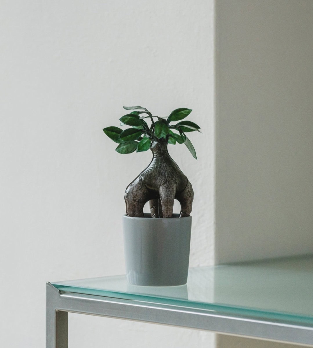 空気で作る観葉植物!?」お手軽なのに癒し効果は抜群！手入れ不要