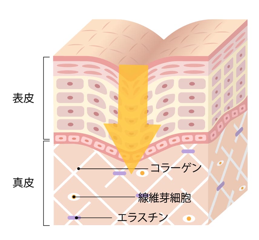 コラーゲン量が増加することで、内側からふっくらとした弾力のある肌に