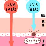肌に悪影響を与える紫外線はUVA（A波）、UVB（B波）の２種類ある