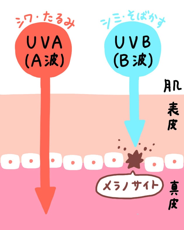 肌に悪影響を与える紫外線はUVA（A波）、UVB（B波）の２種類ある