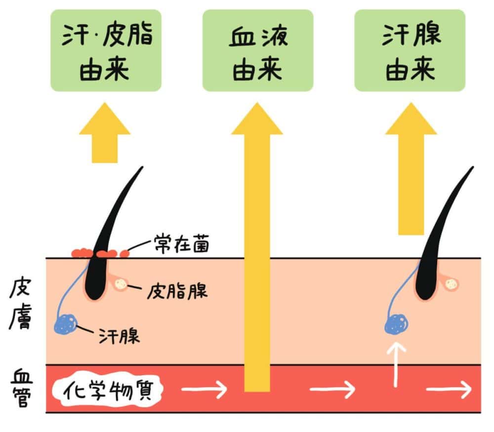 ニオイの元となる皮膚ガスの経路は、 ❶汗・皮脂由来 ❷血液由来 ❸汗腺由来 の3パターン。