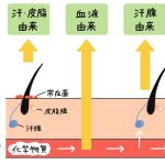 ニオイの元となる皮膚ガスの経路は、 ❶汗・皮脂由来 ❷血液由来 ❸汗腺由来 の3パターン。
