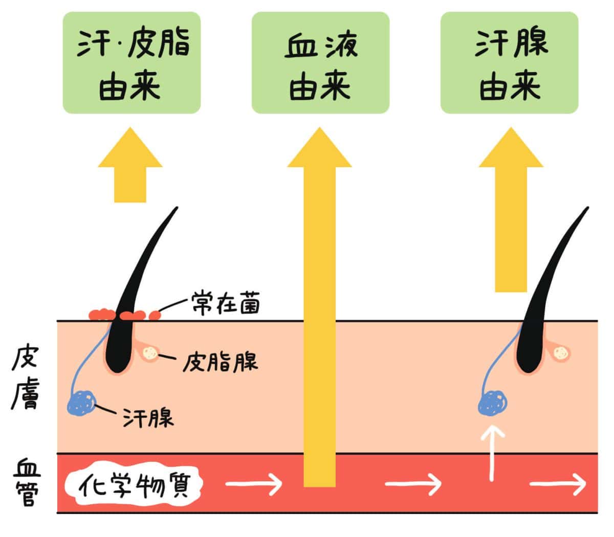 ニオイの元となる皮膚ガスの経路は、 ❶汗・皮脂由来 ❷血液由来 ❸汗腺由来 の3パターン。