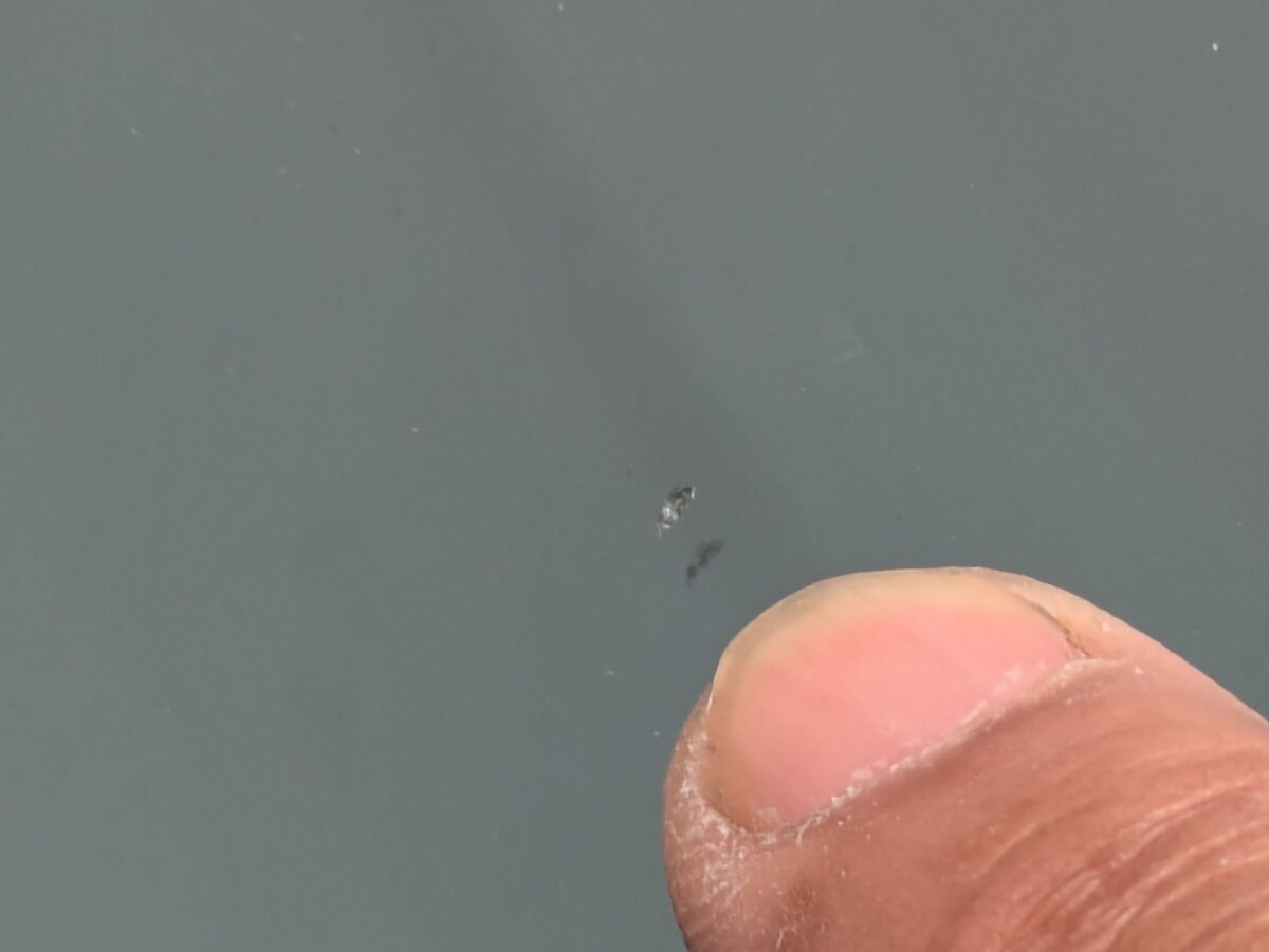 点で割れるというかえぐれたものはリペアが効く。発見したら汚れが入らないようにテープで止めてなるべく早く修理を依頼するといい。線状のヒビについては不可で、交換するしかない。放置するとドンドンと伸びていく。
