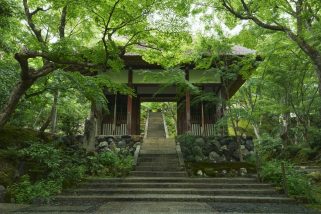 「そうだ 京都、行こう。」 青もみじ、すだれ越しの光、ひんやり縁側…“しつらえの美”で心を整える、初夏の京都旅スポットを巡ってみた