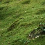 「そうだ 京都、行こう。」キャンペーン、常寂光寺
