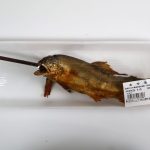 鮎の塩焼き