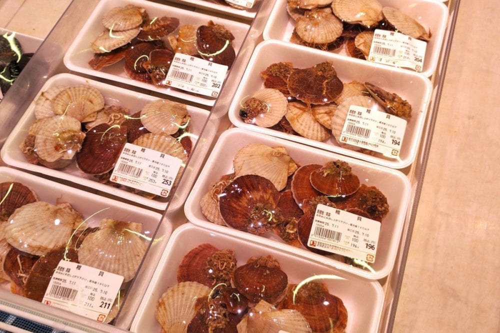 ホタテの稚貝は出会えたらラッキー