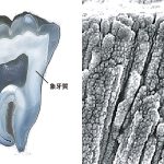 歯と骨の主成分であるハイドロキシアパタイト
