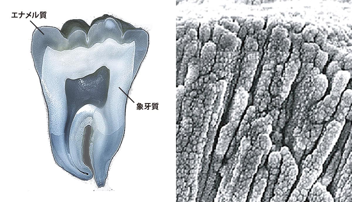 歯と骨の主成分であるハイドロキシアパタイト
