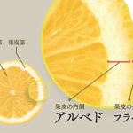 長年の果皮研究の成果！