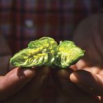 ホップの香り部分を濃縮！