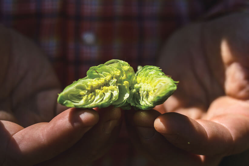 ホップの香り部分を濃縮！