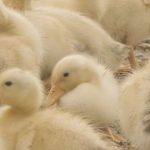 「Responsible Down Standard（RDS）」とはダウンを動物福祉の要件に照らして認証し、その供給源から最終製品まで追跡調査するもの