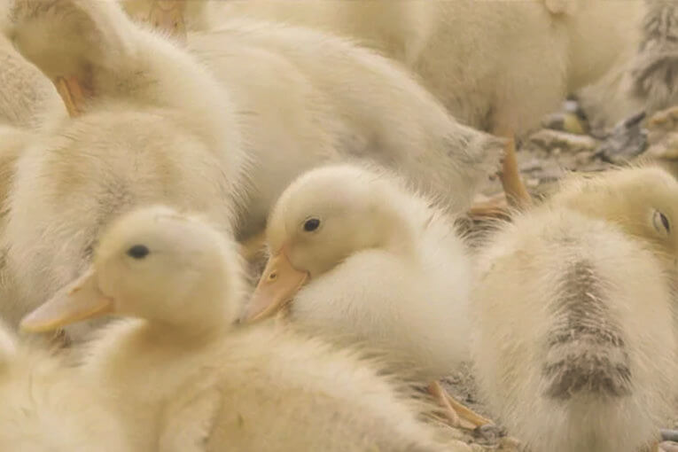 「Responsible Down Standard（RDS）」とはダウンを動物福祉の要件に照らして認証し、その供給源から最終製品まで追跡調査するもの