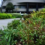 ニコン Zf 40mm f/2（SE）レンズキット　MonoMaxスタッフが使ってみた！ 「背景がボケた写真が簡単に撮れて感動！ ダイヤルを回して設定するのは男心をくすぐりますね」（ライター・金山）