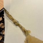 茎部分は、適度な歯ごたえが印象的