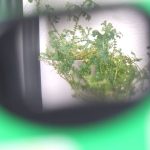 ファインダーから覗いて撮影する