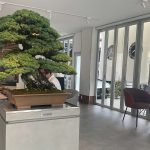 家具は「ROLF BENZ」盆栽には「TRADMAN’S BONSAI」を採用