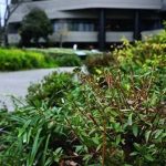 第1位　【予算30万～の一生モノカメラ】フルサイズなのにコンパクト！ニコン＆ソニーの「ミラーレス一眼」傑作2選をプロが徹底解説