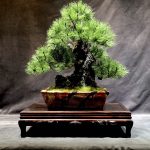 眞利子大輔 枯れることのない独創的な和紙盆栽「匠景」の一点物を展示