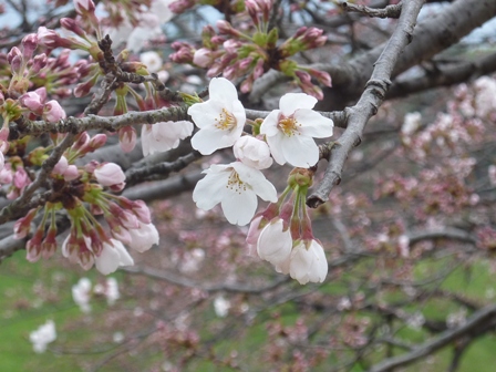千鳥ヶ淵の桜は三分咲き、満開まではもうちょっと！