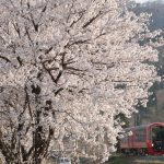 この春にお勧めしたい観光スポットはズバリ「新潟県の鉄道旅」だ
