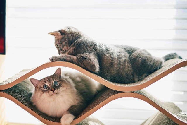 猫のくつろぎ空間をおしゃれに実現！インテリアに馴染む猫用家具「CatCellar」