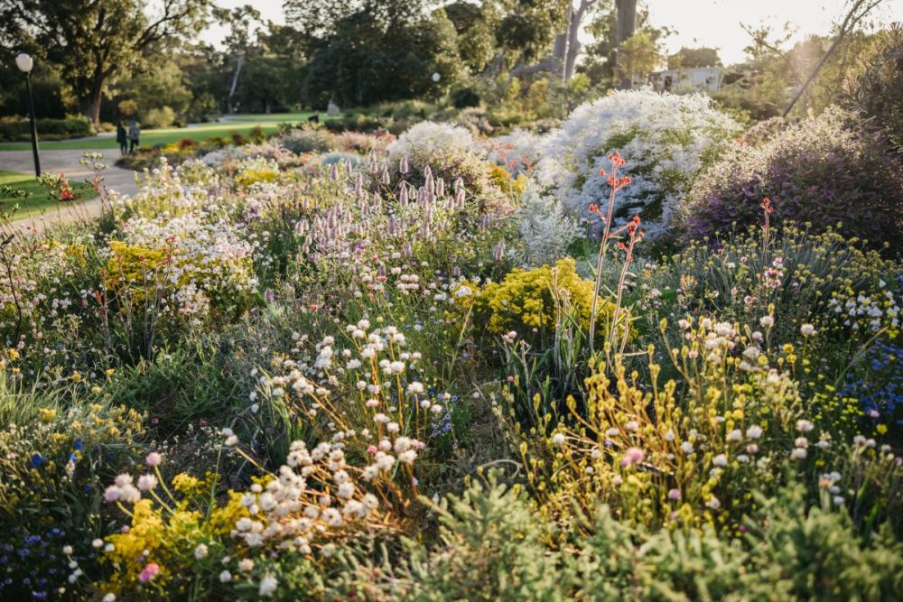 『キングスパーク・ワイルドフラワーフェスティバル』では、1700種の花々を観ることができる