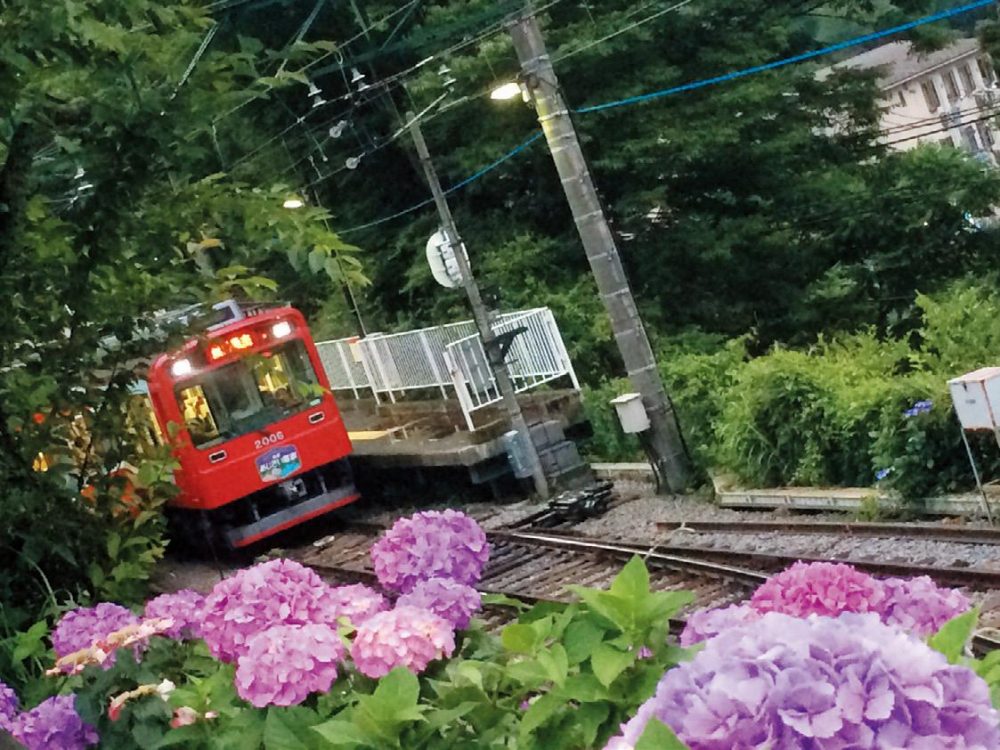 小田急ロマンスカー・箱根登山鉄道「初夏の箱根の風物詩となっているあじさい。沿線に咲き誇る姿を車窓からのんびり楽しめます」